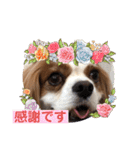 キャバリア犬♡オリバー敬語スタンプ（個別スタンプ：16）