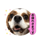 キャバリア犬♡オリバー敬語スタンプ（個別スタンプ：17）