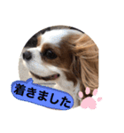 キャバリア犬♡オリバー敬語スタンプ（個別スタンプ：18）