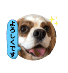 キャバリア犬♡オリバー敬語スタンプ（個別スタンプ：19）