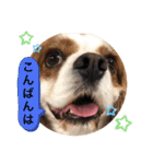 キャバリア犬♡オリバー敬語スタンプ（個別スタンプ：20）