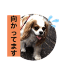 キャバリア犬♡オリバー敬語スタンプ（個別スタンプ：21）