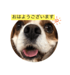 キャバリア犬♡オリバー敬語スタンプ（個別スタンプ：22）