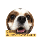 キャバリア犬♡オリバー敬語スタンプ（個別スタンプ：23）