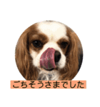 キャバリア犬♡オリバー敬語スタンプ（個別スタンプ：24）