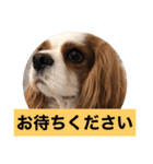 キャバリア犬♡オリバー敬語スタンプ（個別スタンプ：25）