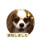 キャバリア犬♡オリバー敬語スタンプ（個別スタンプ：26）