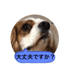 キャバリア犬♡オリバー敬語スタンプ（個別スタンプ：27）