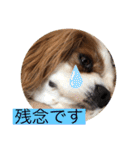 キャバリア犬♡オリバー敬語スタンプ（個別スタンプ：28）