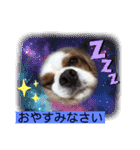 キャバリア犬♡オリバー敬語スタンプ（個別スタンプ：29）