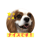 キャバリア犬♡オリバー敬語スタンプ（個別スタンプ：30）