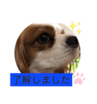 キャバリア犬♡オリバー敬語スタンプ（個別スタンプ：31）