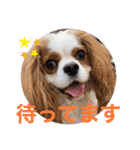 キャバリア犬♡オリバー敬語スタンプ（個別スタンプ：32）
