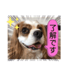 キャバリア犬♡オリバー敬語スタンプ（個別スタンプ：33）