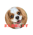 キャバリア犬♡オリバー敬語スタンプ（個別スタンプ：34）