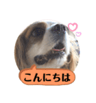 キャバリア犬♡オリバー敬語スタンプ（個別スタンプ：35）