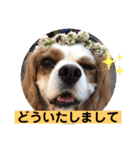 キャバリア犬♡オリバー敬語スタンプ（個別スタンプ：36）