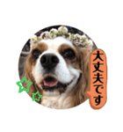 キャバリア犬♡オリバー敬語スタンプ（個別スタンプ：37）