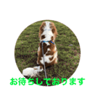 キャバリア犬♡オリバー敬語スタンプ（個別スタンプ：38）