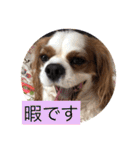 キャバリア犬♡オリバー敬語スタンプ（個別スタンプ：39）