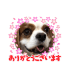 キャバリア犬♡オリバー敬語スタンプ（個別スタンプ：40）