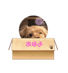 ぷーたん、第8弾（個別スタンプ：9）