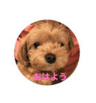 ぷーたん、第8弾（個別スタンプ：21）