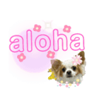 ほのぼのクーピーのアロハ偏（個別スタンプ：1）