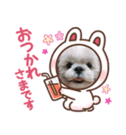 シーズー ムースとクッキー（個別スタンプ：6）