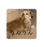 ザ・ミニチュアダックスフンド（個別スタンプ：5）