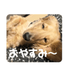 ザ・ミニチュアダックスフンド（個別スタンプ：6）