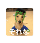 ザ・ミニチュアダックスフンド（個別スタンプ：13）