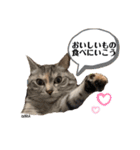 ずんだ＆フレンズ2   やさしさいっぱい編（個別スタンプ：13）