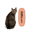 ずんだ＆フレンズ2   やさしさいっぱい編（個別スタンプ：15）