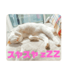 ぽんちゅ と ちょろ（個別スタンプ：1）