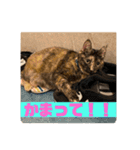 ぽんちゅ と ちょろ（個別スタンプ：2）