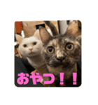 ぽんちゅ と ちょろ（個別スタンプ：3）
