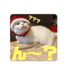 ぽんちゅ と ちょろ（個別スタンプ：5）