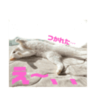 ぽんちゅ と ちょろ（個別スタンプ：6）