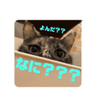 ぽんちゅ と ちょろ（個別スタンプ：7）