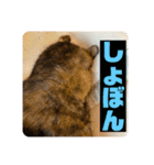 ぽんちゅ と ちょろ（個別スタンプ：8）