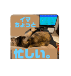 ぽんちゅ と ちょろ（個別スタンプ：9）