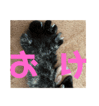 ぽんちゅ と ちょろ（個別スタンプ：10）