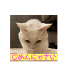 ぽんちゅ と ちょろ（個別スタンプ：11）