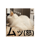 ぽんちゅ と ちょろ（個別スタンプ：13）