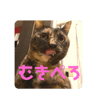 ぽんちゅ と ちょろ（個別スタンプ：15）