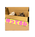 ぽんちゅ と ちょろ（個別スタンプ：16）