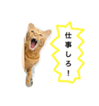 訴える猫（個別スタンプ：1）