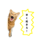 訴える猫（個別スタンプ：2）