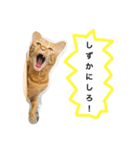 訴える猫（個別スタンプ：3）
